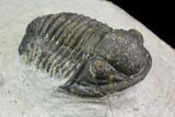 Bargain, Gerastos Trilobite Fossil - Morocco #84612-3